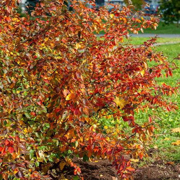 Aronia arbutifolia Brilliant - Image 2