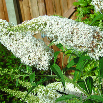 Arbre à papillons White Profusion Pot 3 L