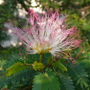 Calliandra surinamensis