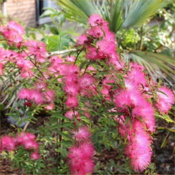 Calliandra surinamensis Dixie Pink