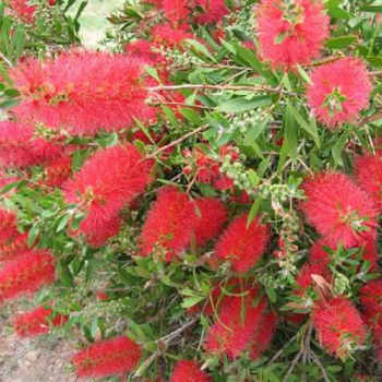 Callistemon laevis