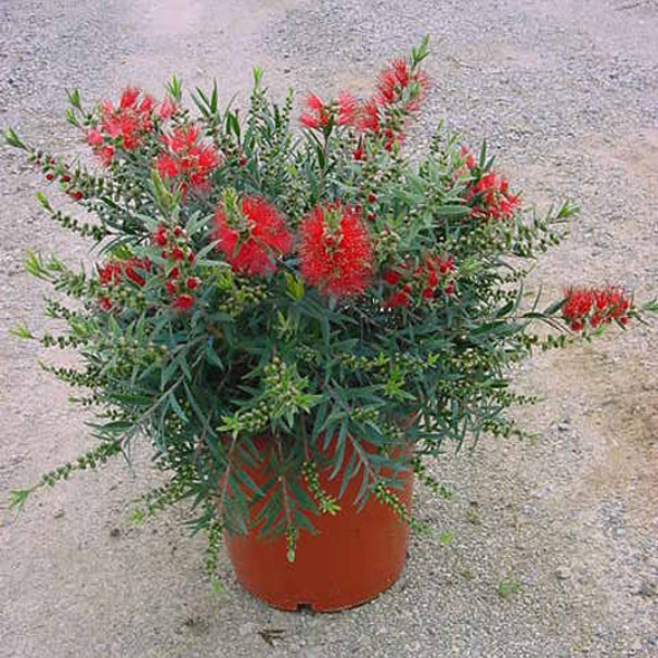 Callistemon masotti Mini Red