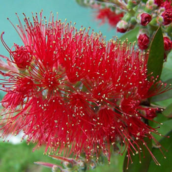 Callistemon masotti Mini Red