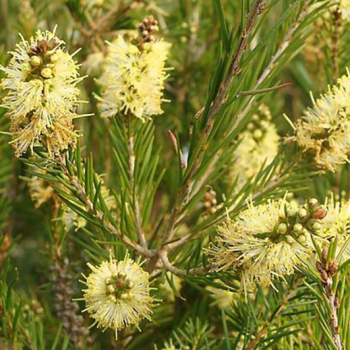 Callistemon sieberi Widdicombe Gem