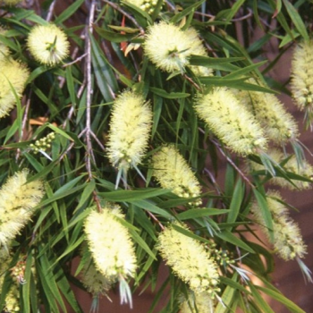 Callistemon sieberi Widdicombe Gem - Image 1