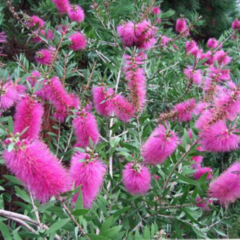 Callistemon viminalis Hot Pink