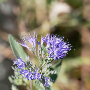 Caryopteris Grand Bleu - Image 1