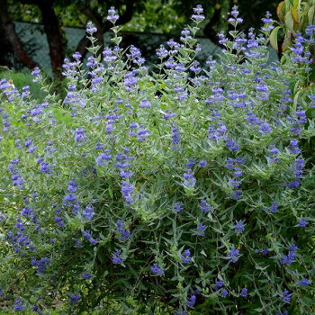 Caryopteris Grand Bleu - Image 2