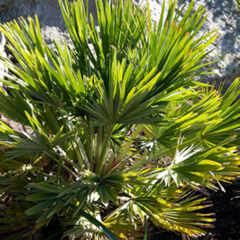 Chamaerops humilis