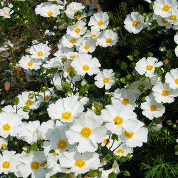 Cistus corbariensis