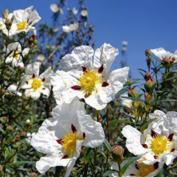 Cistus ladaniferus