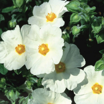 Cistus obtusifolius