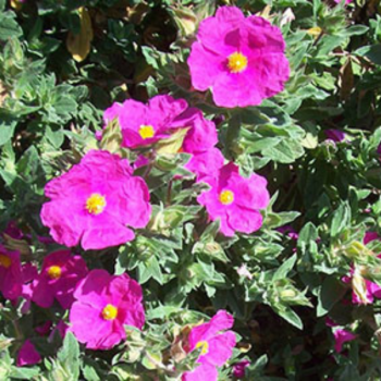 Cistus pulverulentus Sunset