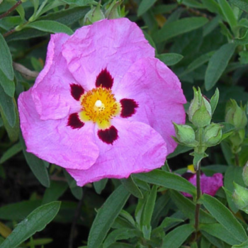 Cistus purpureus