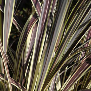 Cordyline Electric Flash