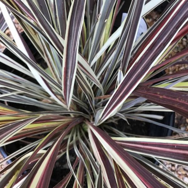 Cordyline Electric Flash