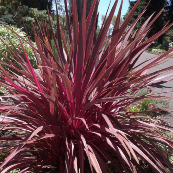 Cordyline Electric Pink