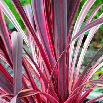 Cordyline Electric Pink - Image 1