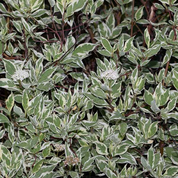 Cornus alba ´Elegantissima´ - Image 2