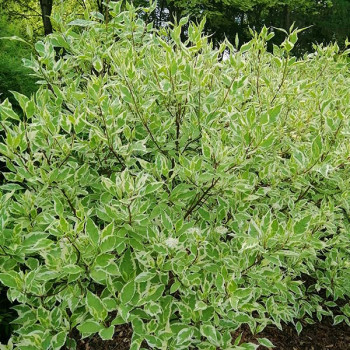 Miniature slider - Cornus alba ´Elegantissima´
