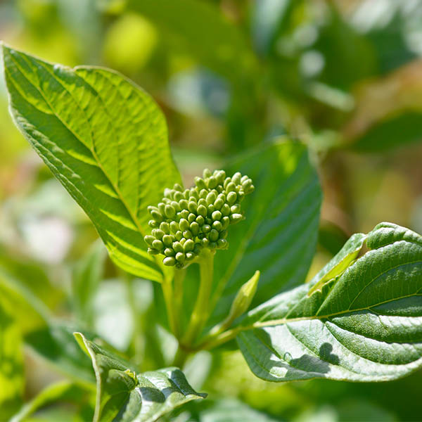 Cornus sericea Flaviramea