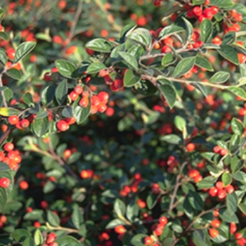 Cotoneaster franchetti