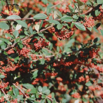 Cotoneaster lacteus