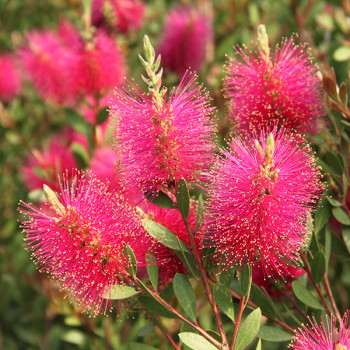 Callistemon viminalis Hot Pink