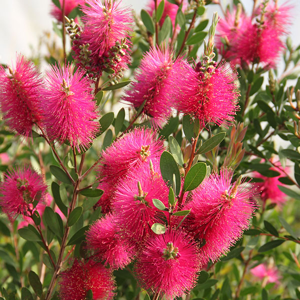 Callistemon viminalis Hot Pink