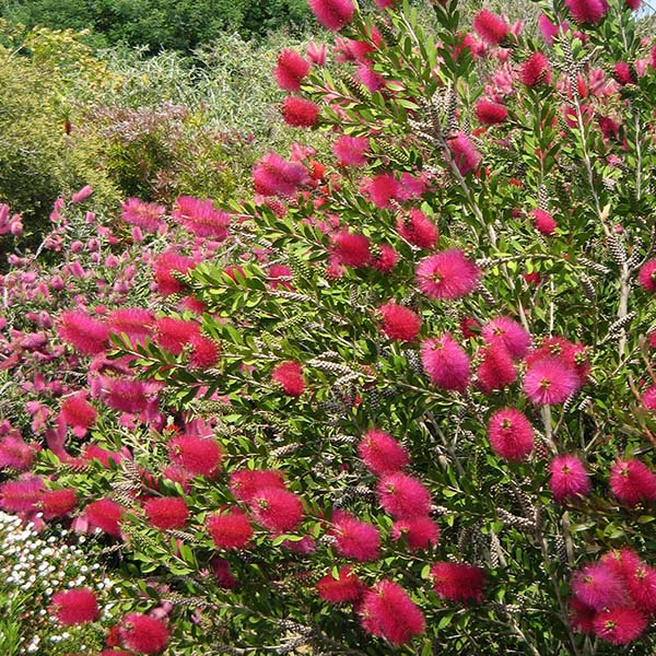 Callistemon viminalis Hot Pink