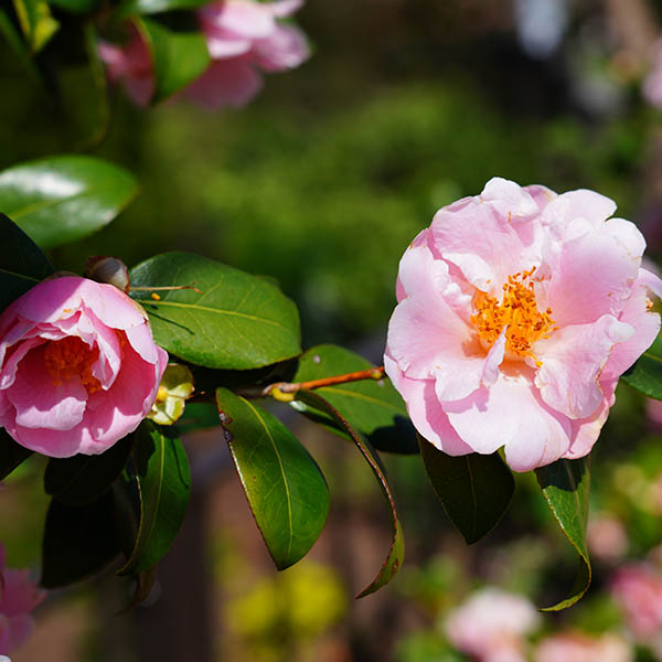 Camelia japonica Gay Time