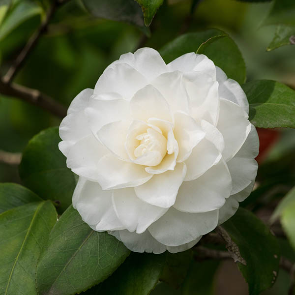 Camelia japonica Nuccio´s Gem