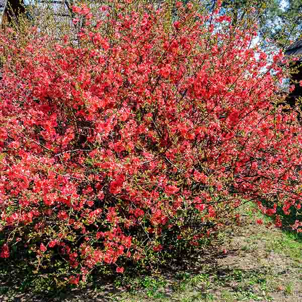 Cognassier Du Japon 'Crimson And Gold' - Arbuste Fleuri Rouge à étamines Jaunes - Conteneur 7-10L