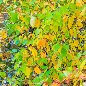 Miniature slider - Cornus sanguinea Midwinter Fire
