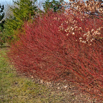Cornus sanguinea Midwinter Fire - Image 1