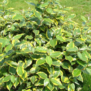 Elaeagnus ebbingei Viveleg