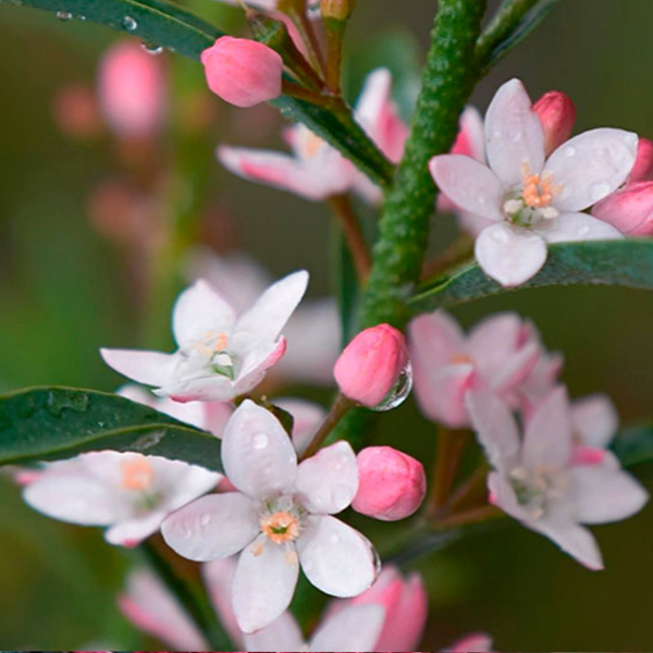 Eriostemon myoporoides