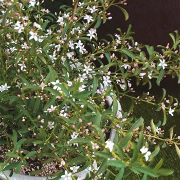 Eriostemon myoporoides