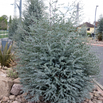 Eucalyptus gunnii Azura