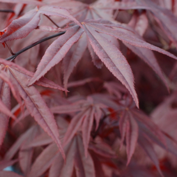 Erable du Japon - Acer palmatum Bloodgood