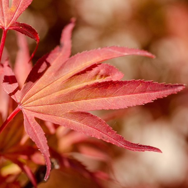 Erable du Japon - Acer palmatum Bloodgood