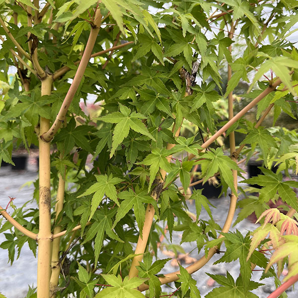 Erable du Japon - Acer palmatum Bi Hoo