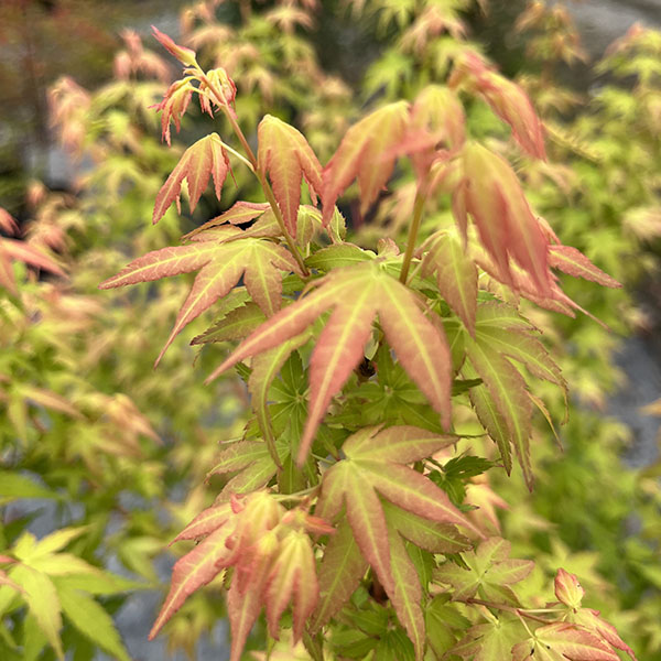 Erable du Japon - Acer palmatum Bi Hoo