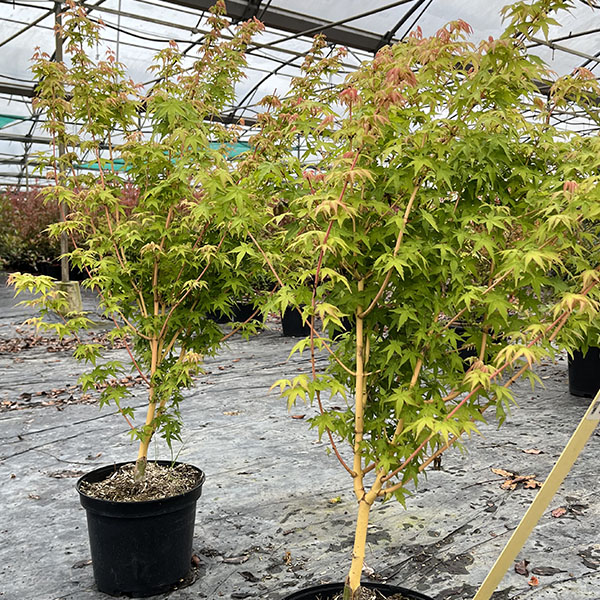 Erable du Japon - Acer palmatum Bi Hoo