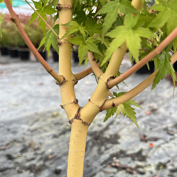 Erable du Japon - Acer palmatum Bi Hoo