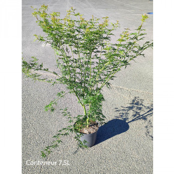 Erable du Japon - Acer palmatum Dissectum Seiryu - Image 1