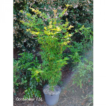 Erable du Japon - Acer palmatum Sango Kaku - Image 3