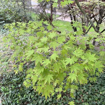 Erable du Japon - Acer palmatum Sango Kaku - Image 1