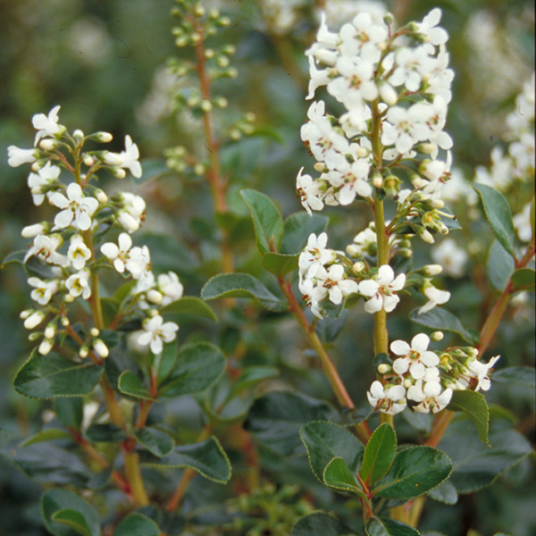 Escallonia Iveyi