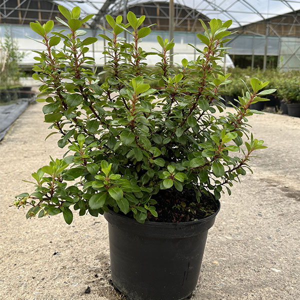 Escallonia Red Dream